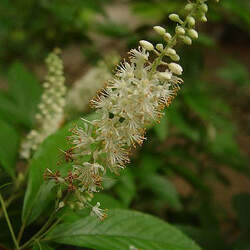 Clethra acuminata Mountain Sweetpepperbush, Cinnamon Clethra, Mountain Pepperbush, Mountain Sweet Pepper Bush seed for sale 