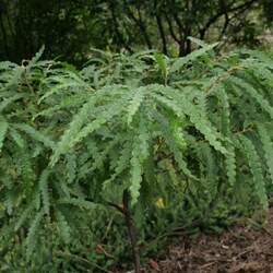 Comptonia peregrina Sweet Fern, Sweetfern, Sweet-fern seed for sale 