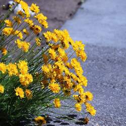 Coreopsis grandiflora Largeflower Tickseed, Tickseed, Large-flowered Tickseed, Coreopsis seed for sale 