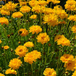 Coreopsis lanceolata   Sunburst Lanceleaf Tickseed, Lance Coreopsis, Sunburst Lance-leaf Coreopsis seed for sale 