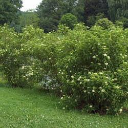 Cornus glabrata Brown Dogwood, Smooth Dogwood, Western Cornel seed for sale 