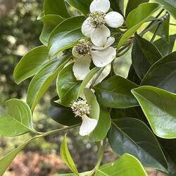 Cornus hongkongensis Hong Kong Dogwood seed for sale 