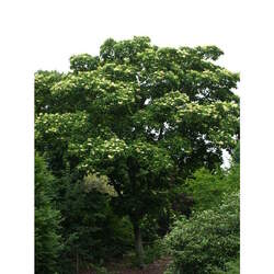 Cornus macrophylla Bigleaf Dogwood, Large-leaf Dogwood seed for sale 