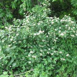 Cornus rugosa Roundleaf Dogwood, Roundleaved Dogwood seed for sale 