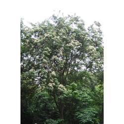 Cornus wilsoniana Wilson's Dogwood seed for sale 