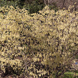 Corylopsis glabrescens Fragrant Winterhazel seed for sale 