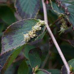 Corylopsis glabrescens Fragrant Winterhazel seed for sale 