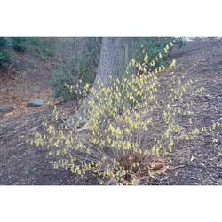 Corylopsis sinensis Winter Hazel, Chinese Winterhazel seed for sale 