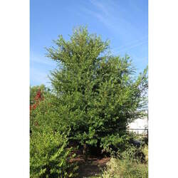 Ulmus crassifolia Cedar Elm seed for sale 