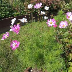 Cosmos bipinnatus Garden Cosmos, Common Cosmos seed for sale 