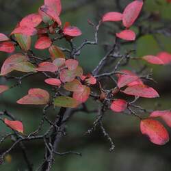 Cotoneaster acutifolius Cotoneaster acutifolius dried berries Peking Cotoneaster seed for sale 