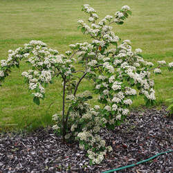 Cotoneaster coriaceus     clean seed Milkflower Cotoneaster, Parney Cotoneaster seed for sale 