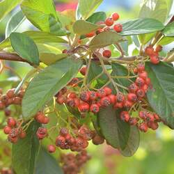 Cotoneaster coriaceus     clean seed Milkflower Cotoneaster, Parney Cotoneaster seed for sale 