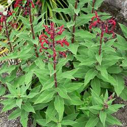 Lobelia tupa Devil's Tobacco seed for sale 