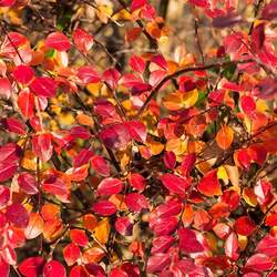 Cotoneaster divaricatus Spreading Cotoneaster seed for sale 