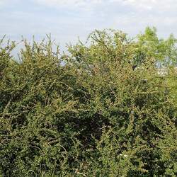 Cotoneaster divaricatus Spreading Cotoneaster seed for sale 