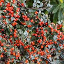 Cotoneaster simonsii     clean seed Simon's Cotoneaster, Himalayan Cotoneaster seed for sale 