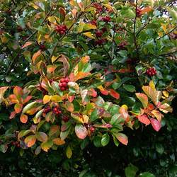 Crataegus prunifolia Broad-leaved Cockspur Thorn seed for sale 