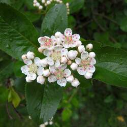 Crataegus prunifolia Broad-leaved Cockspur Thorn seed for sale 