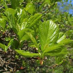 Crataegus prunifolia Broad-leaved Cockspur Thorn seed for sale 