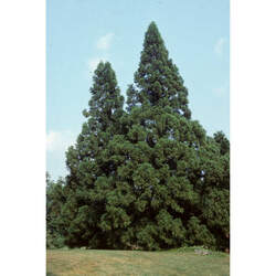 Cryptomeria japonica   Lobbii Lobbii Japanese Red Cedar seed for sale 