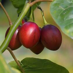 Cyphomandra betacea Tree Tomato, Tamarillo seed for sale 