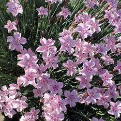 Dianthus plumarius   Spring Beauty Feathered Pink, Spring Beauty Carnation seed for sale 