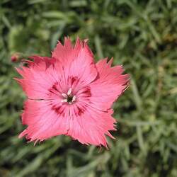 Dianthus plumarius   Spring Beauty Feathered Pink, Spring Beauty Carnation seed for sale 