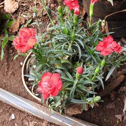 Dianthus plumarius   Spring Beauty Feathered Pink, Spring Beauty Carnation seed for sale 