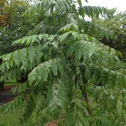 Dipteronia sinensis Chinese Dipteronia seed for sale 