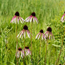 Echinacea angustifolia Narrow-leaved Coneflower, Black Samson Echinacea seed for sale 