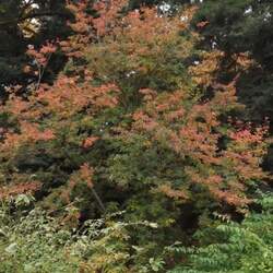 Enkianthus campanulatus Red-veined Enkianthus seed for sale 