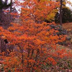 Enkianthus campanulatus Red-veined Enkianthus seed for sale 