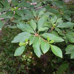 Enkianthus campanulatus Red-veined Enkianthus seed for sale 