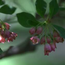 Enkianthus campanulatus   Palibinii Dwarf Redvein Enkianthus seed for sale 