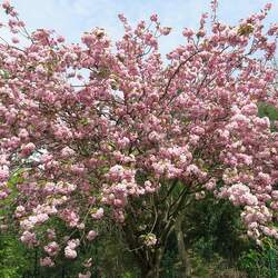 Prunus serrulata Japanese Flowering Cherry, Hill Cherry, Oriental Cherry, East Asian Cherry seed for sale 