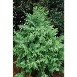 Taiwania cryptomerioides Chinese Coffin Tree, Coffin Tree, Taiwania seed for sale 