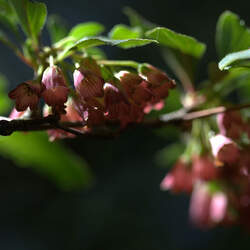 Enkianthus campanulatus   Palibinii Dwarf Redvein Enkianthus seed for sale 