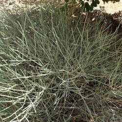 Ephedra nevadensis Nevada Jointfir, Nevada Mormon Tea seed for sale 