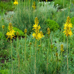 Eremurus spectabilis Foxtail Lily seed for sale 