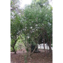 Euonymus oxyphyllus Korean Spindle seed for sale 