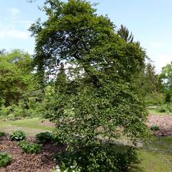 Stewartia serrata  Pendula Sawtooth Stewartia seed for sale 