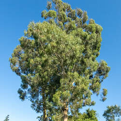 Eucalyptus nitens Shining Gum seed for sale 