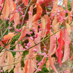 Euonymus maackii Maack's Spindletree seed for sale 