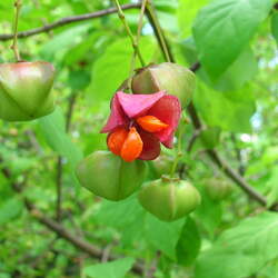 Euonymus sachalinensis Sakhalin Euonymus seed for sale 