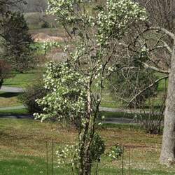 Exochorda serratifolia Pearl Bush, Pearl Tree, Sawtooth Pearlbush seed for sale 