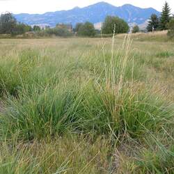 Festuca arundinacea   Fawn Tall Fescue, Fawn Tall Fescue seed for sale 