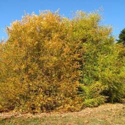 Fontanesia phillyraeoides Syrian-privet, Fontanesia seed for sale 