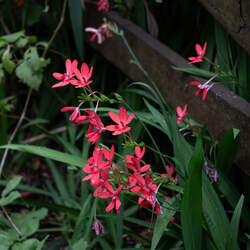 Freesia laxa False Freesia, Flowering Grass seed for sale 