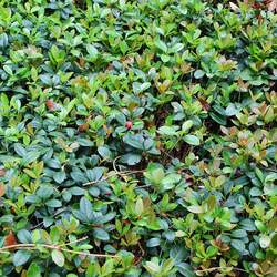 Gaultheria procumbens Eastern Teaberry, Wintergreen, Checkerberry seed for sale 